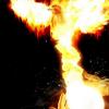 phoenixbird