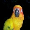 jasocaki